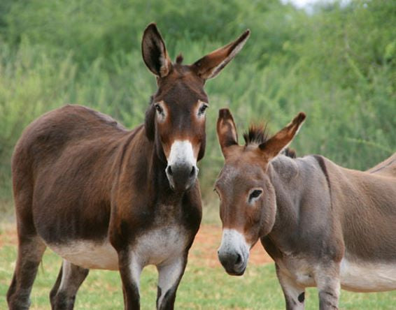 3D Magnet / Kühlschrankmagnet Esel