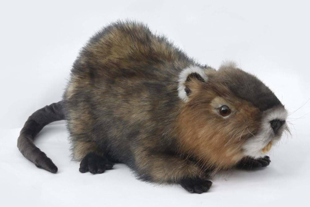 Nutria 55cm Biberratte Bisamratte Realistisch Deko Stofftier Plüschtier