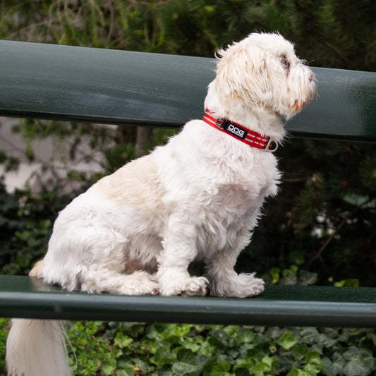 Dog Copenhagen Urban Style V2 Halsband Classic Red