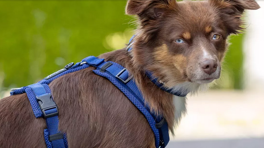 Petlando MESH Y-Comfort Geschirr schwarz