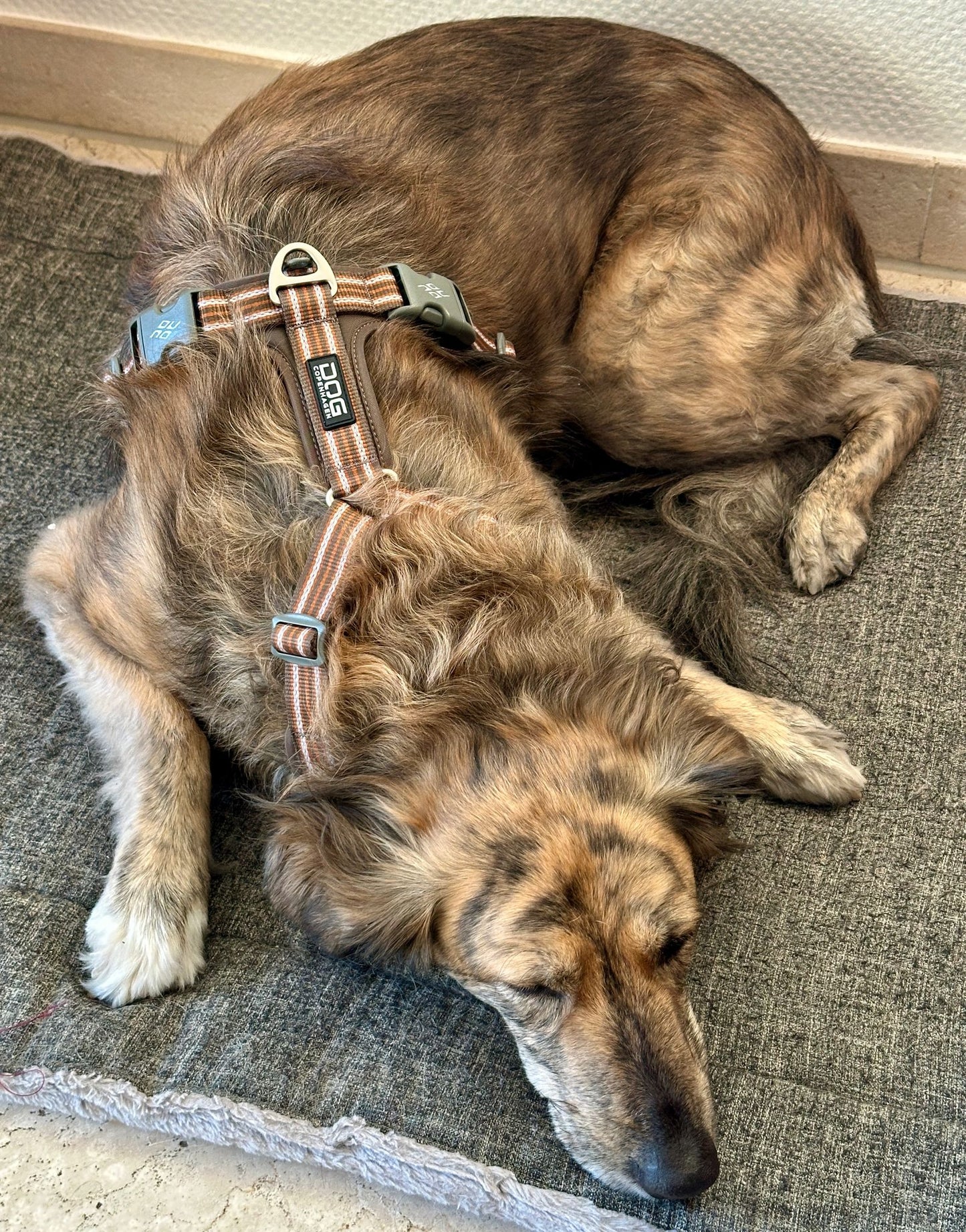 Dog Copenhagen Comfort Walk Air 3.0 Hundegeschirr Mokka