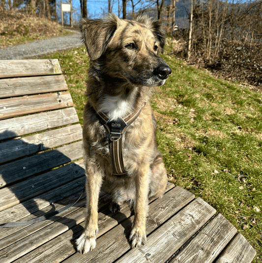 Dog Copenhagen Comfort Walk Air 3.0 Hundegeschirr Mokka