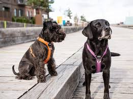 Dog Copenhagen Comfort Walk Air 3.0 Hundegeschirr Orange Sun
