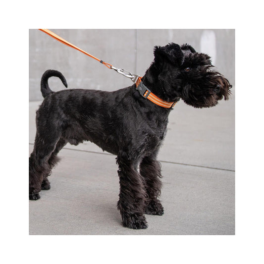 Dog Copenhagen Urban Style V2 Halsband Orange Sun