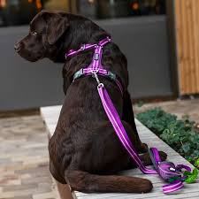 Dog Copenhagen Comfort Walk Air 3.0 Hundegeschirr Purple Passion