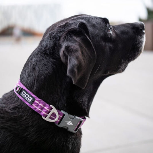 Dog Copenhagen Urban Style V2 Halsband Purple Passion
