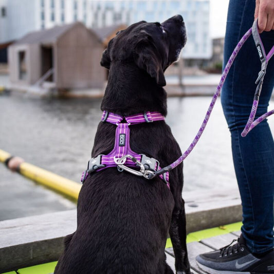 Dog Copenhagen Leine V2 Urban Rope™ Leash Wild Rose