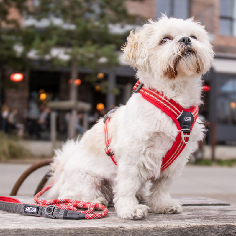 Dog Copenhagen Comfort Walk Air 3.0 Hundegeschirr Classic Red